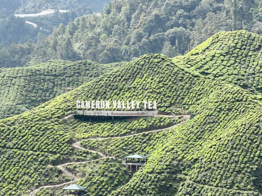 Immersive Plantation Walk