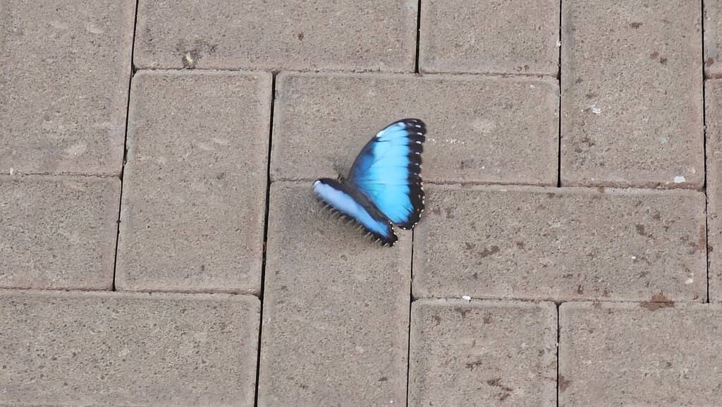 Pre-Columbian Stone Spheres