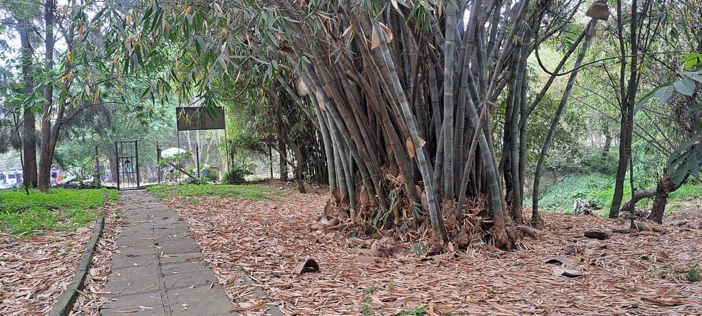 Nairobi River Walk