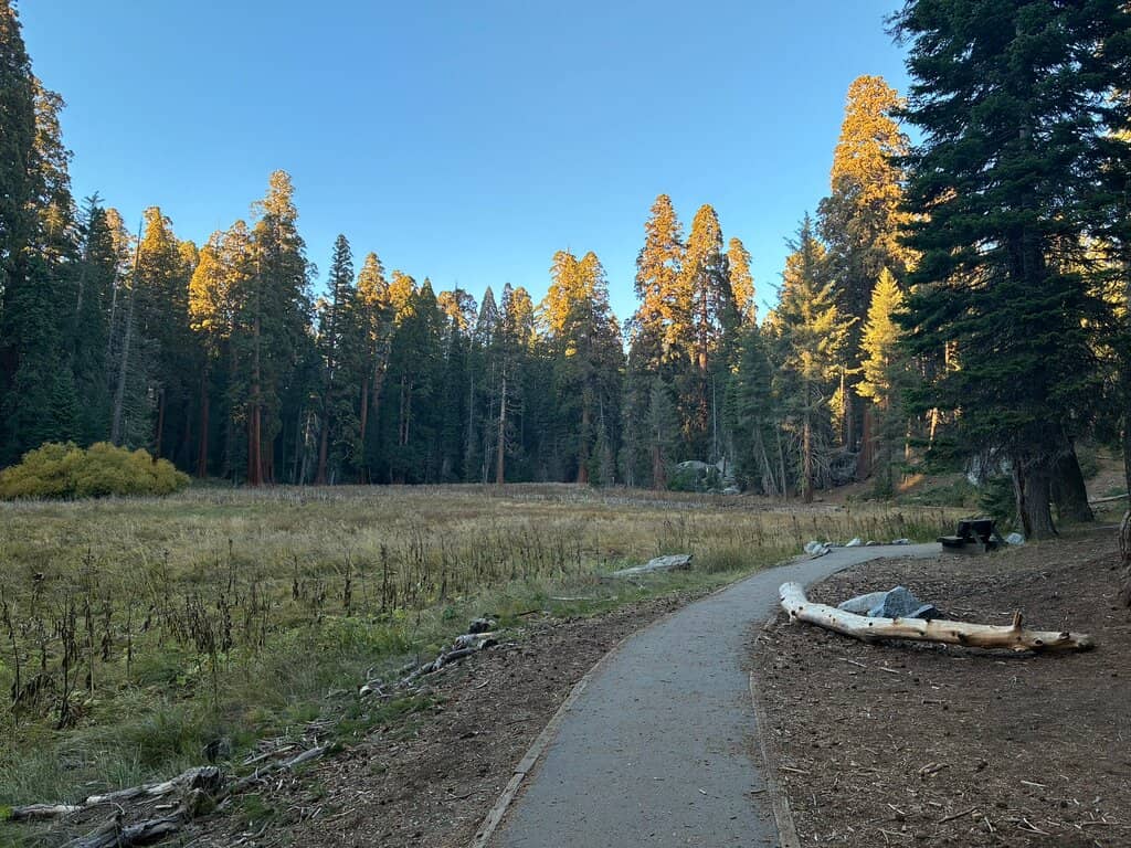 Peaceful Meadow Views
