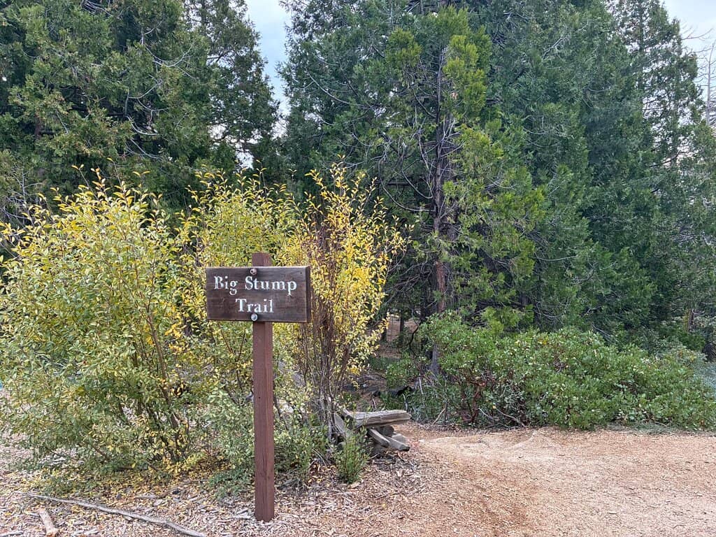 Hollowed-Out Sequoias