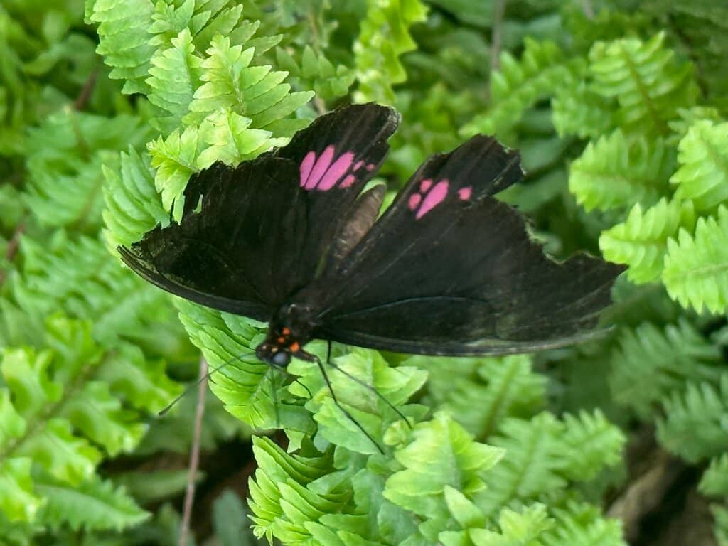 Butterfly House