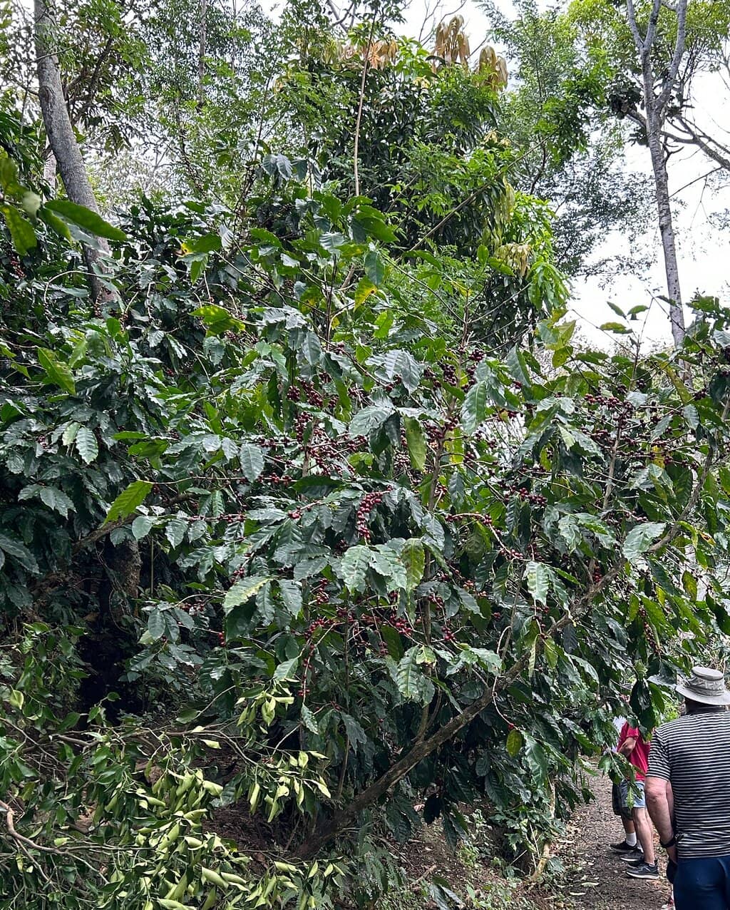 Enlightening Coffee Tasting