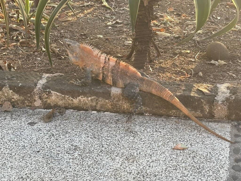 Las Catalinas Architecture