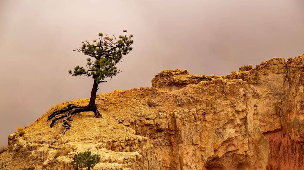 Navajo Loop Switchbacks