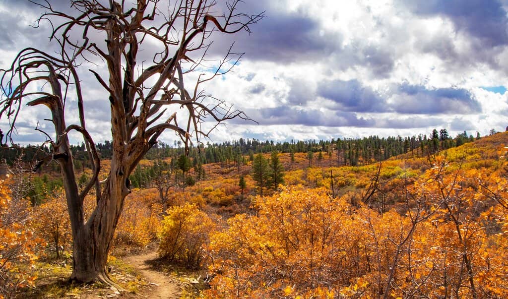 Lamb Loop Trail