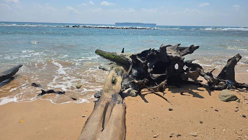 Tranquil Beach Strolls