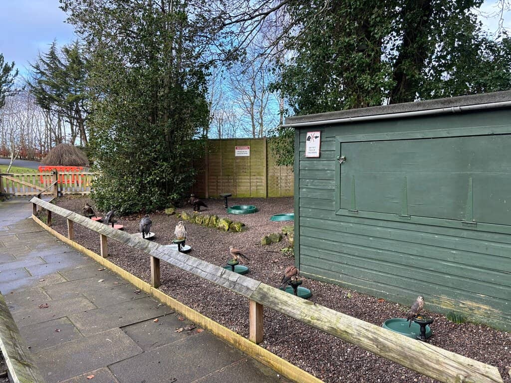 Interact with Majestic Eagles