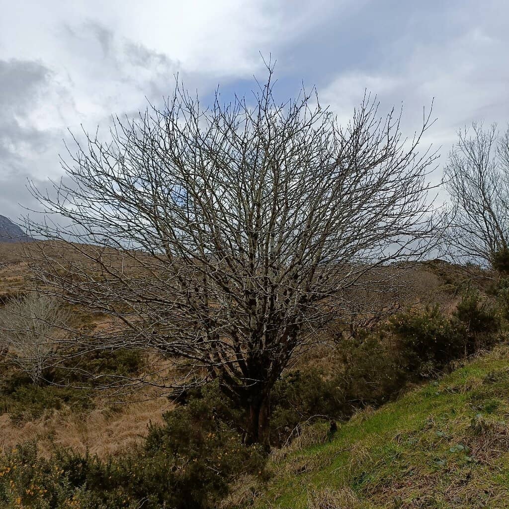 Diamond Hill