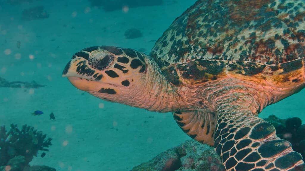 Vibrant Coral Gardens