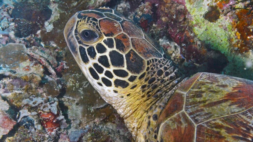 Gentle Sea Turtles
