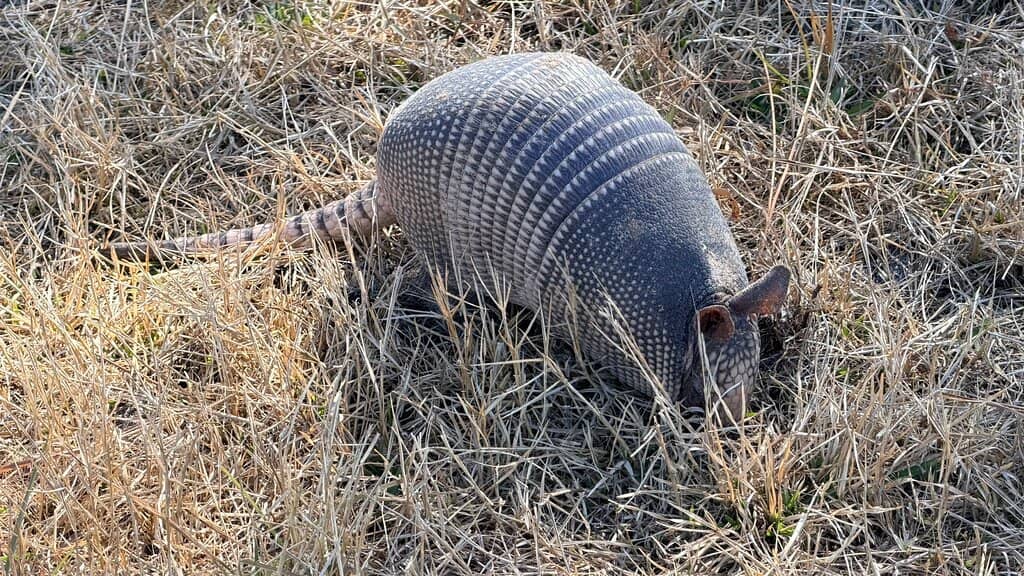 Wooden Lookout Tower