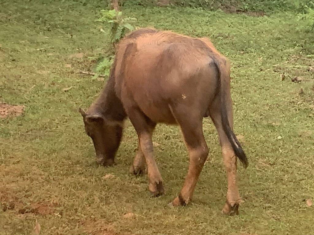Diverse Birdlife Spectacle