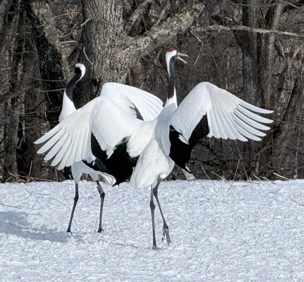 Feeding Time Spectacle