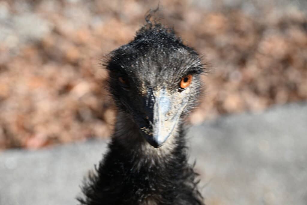 Walk-Through Encounters