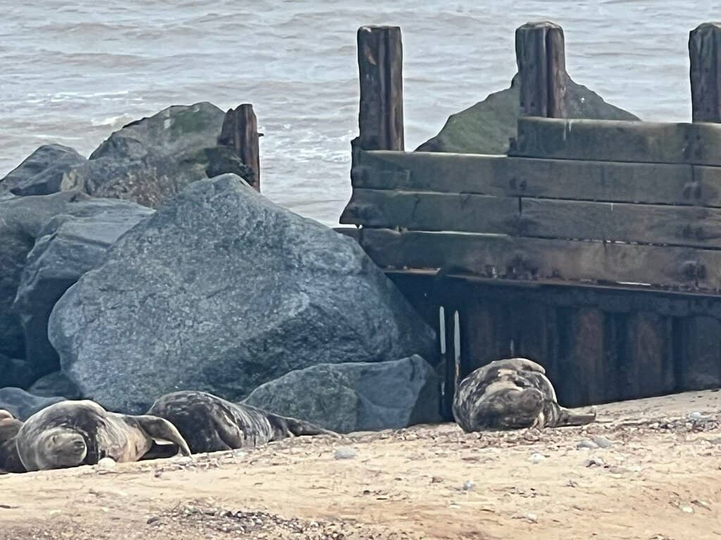 Year-Round Seal Colony