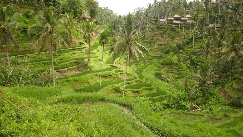 Iconic Bali Swings