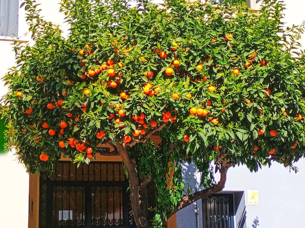 Flower-Draped Streets
