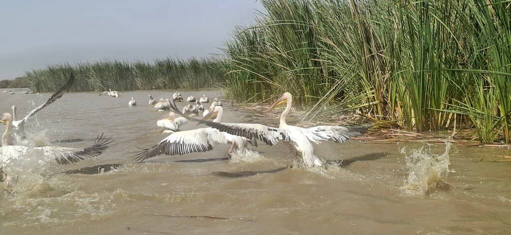 Boat Safari Experience