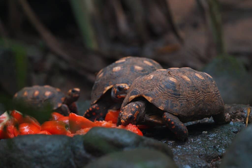 Diverse Animal Collection