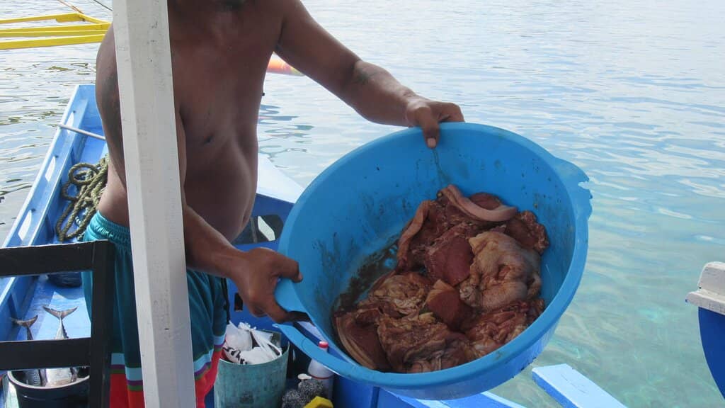 Abundant Starfish Sightings