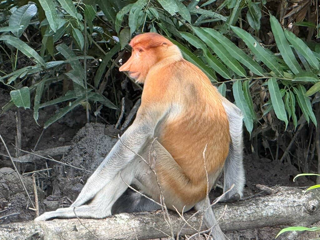 Close Encounters with Wildlife