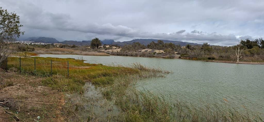 Oasis Amidst Dunes