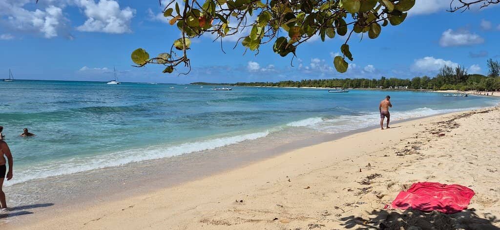 Shady Coconut Grove