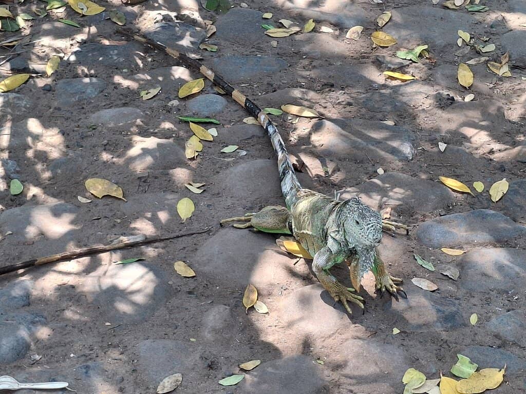 Isla de Ixtapa Ferry