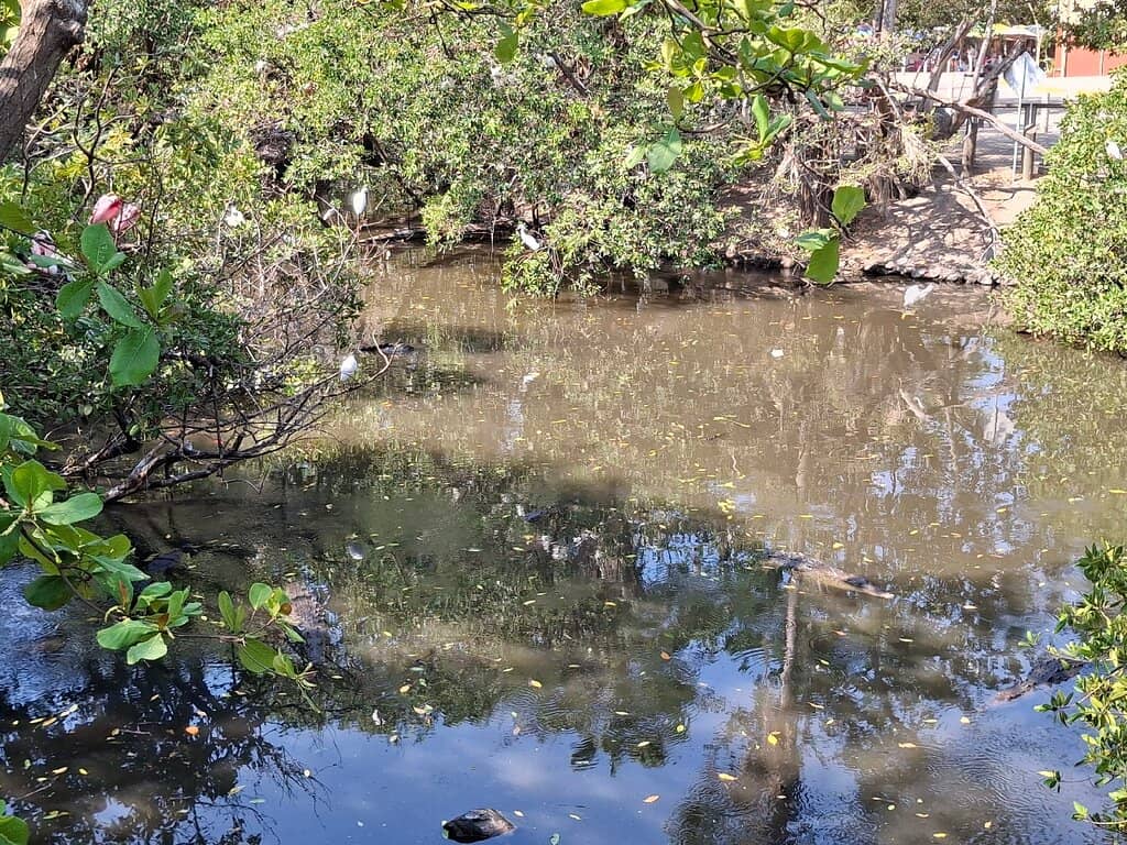 Vibrant Beachfront Market