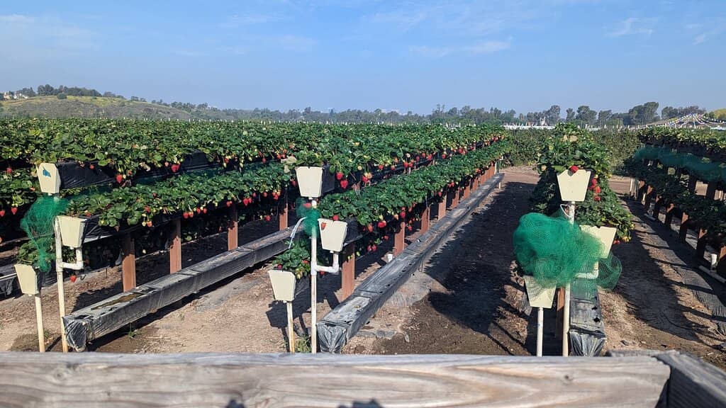 Strawberry Picking Adventure