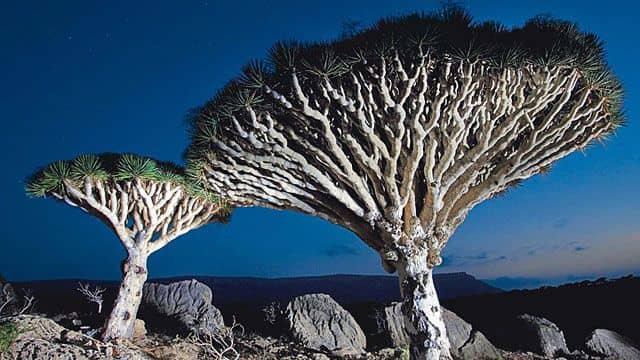 Dragon Blood Trees at Entrance