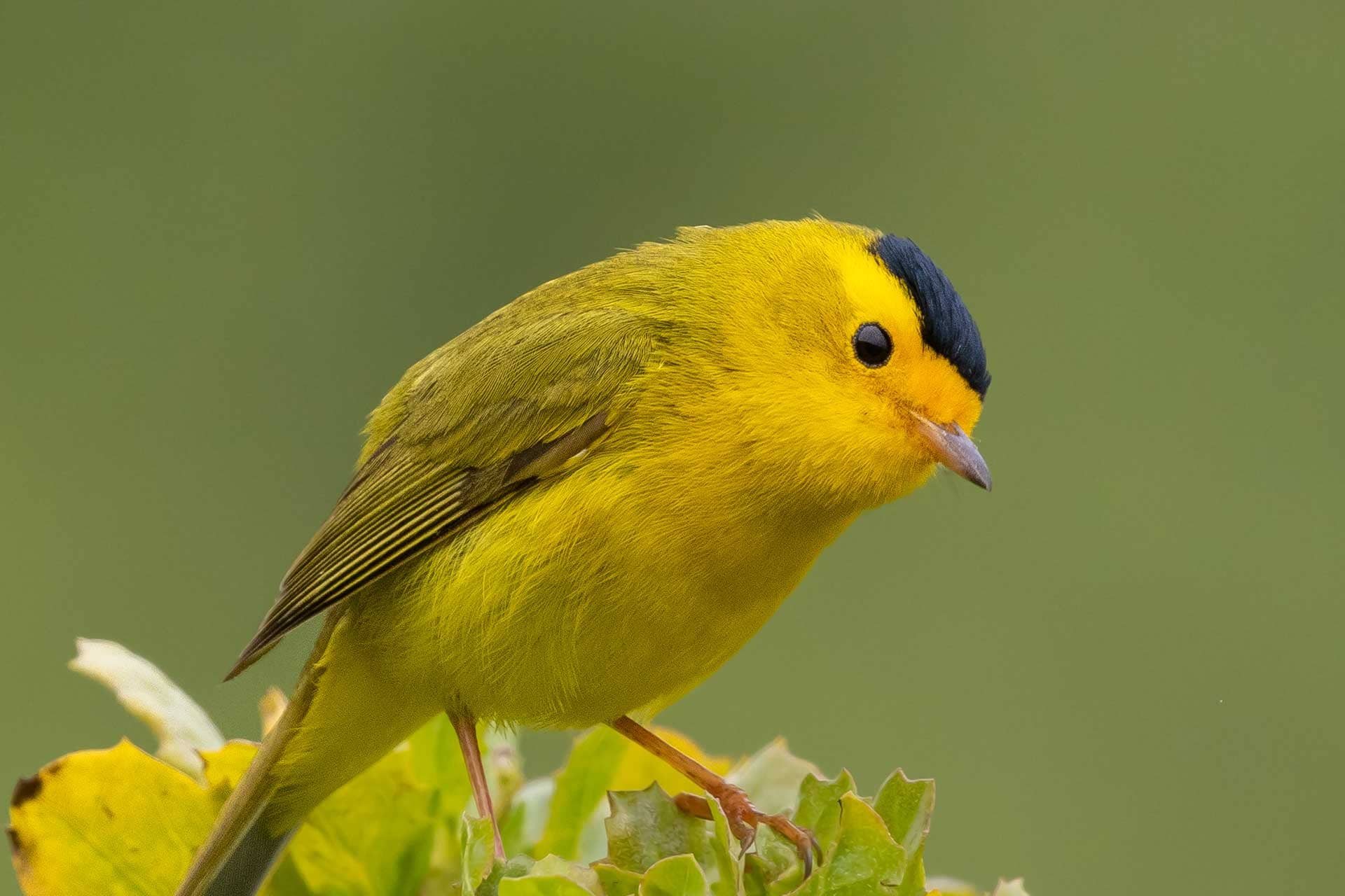 Birdwatching Paradise