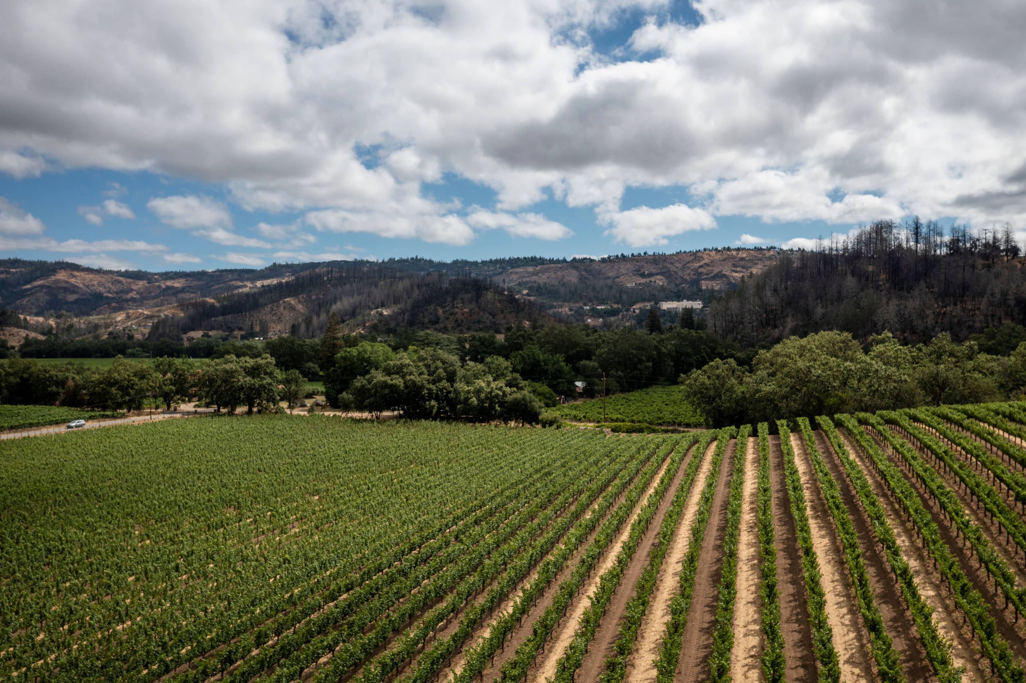 Vineyard Views