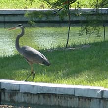 Arboretum and Birdwatching