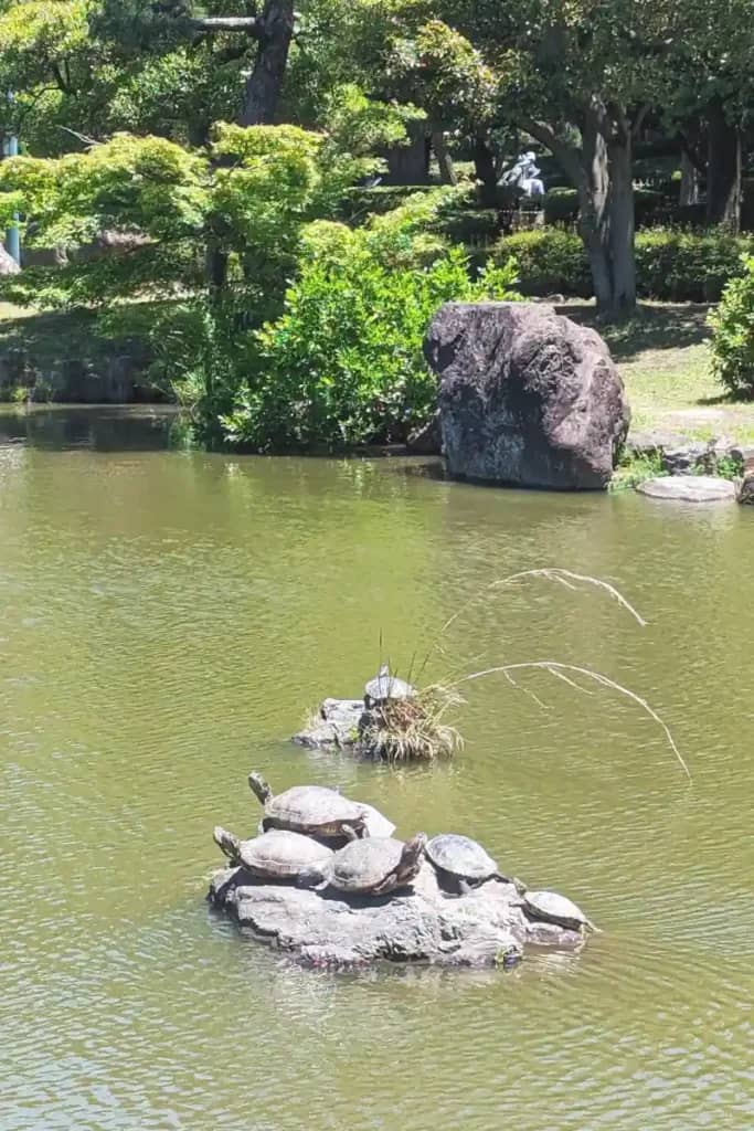 Tranquil Turtle Pond Park