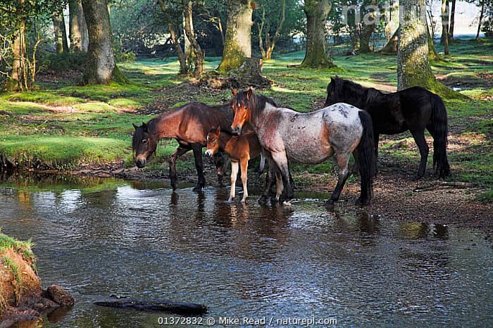 Wildlife Encounters