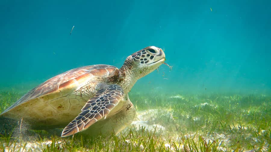 Friendly Sea Turtles