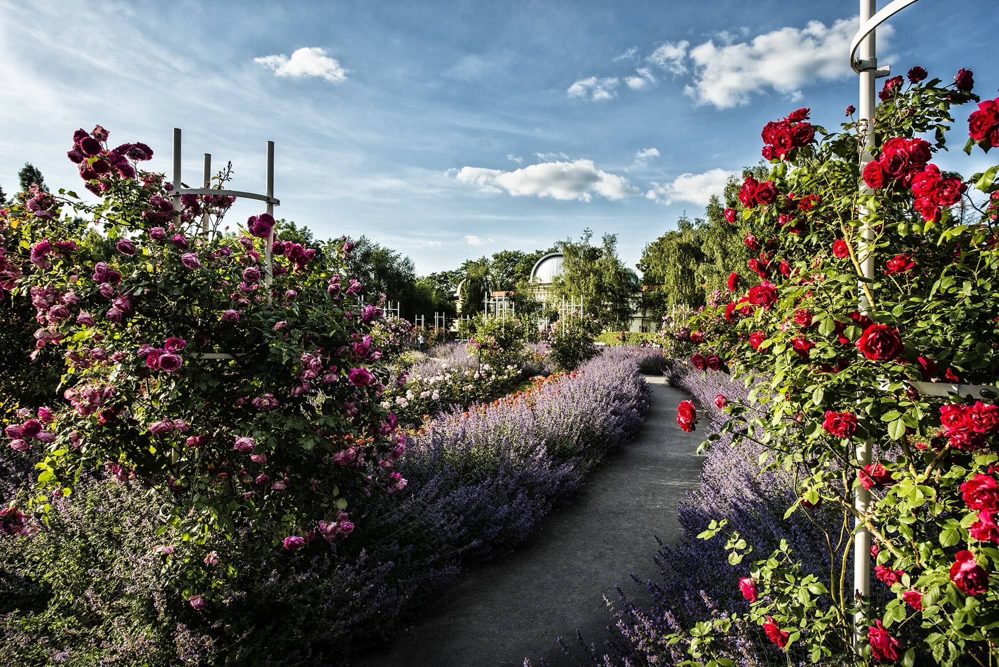 Rose Garden