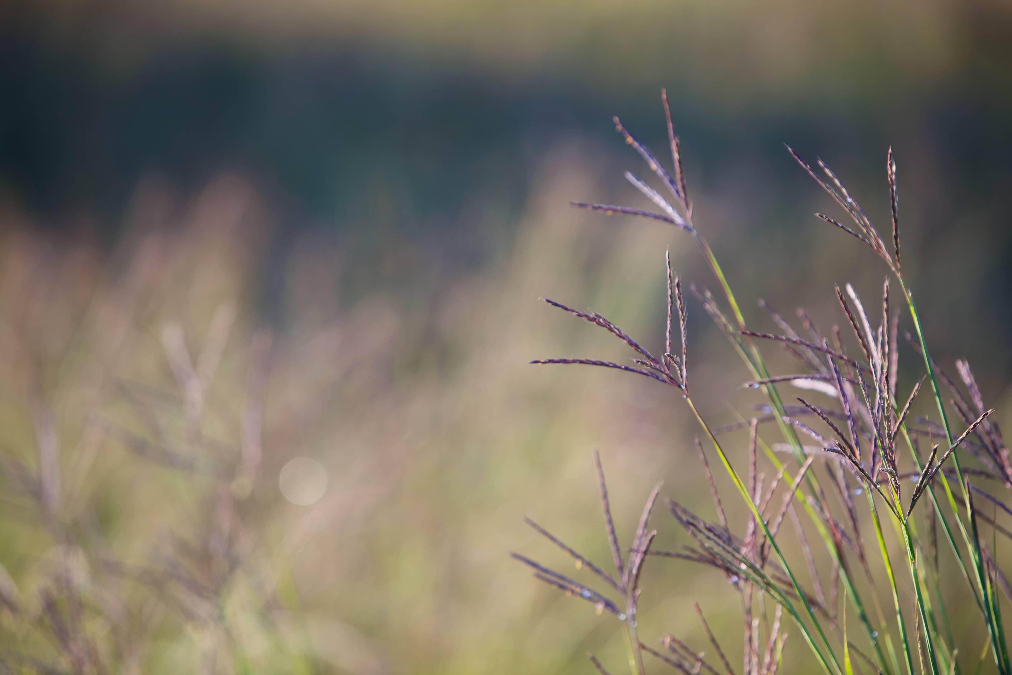 Native Grasslands