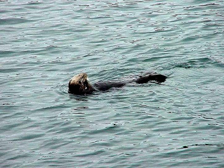 Abundant Sea Lion Sightings