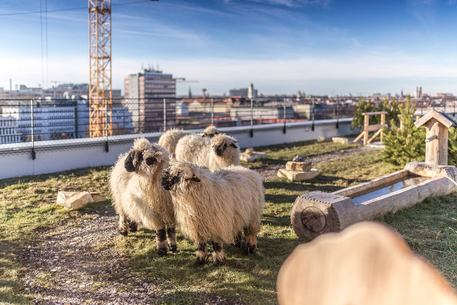Urban Farming at Stadtalm