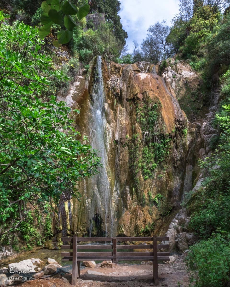 Lush Forest Walk