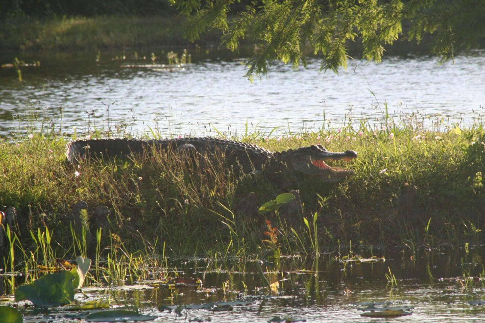 Wildlife Spotting