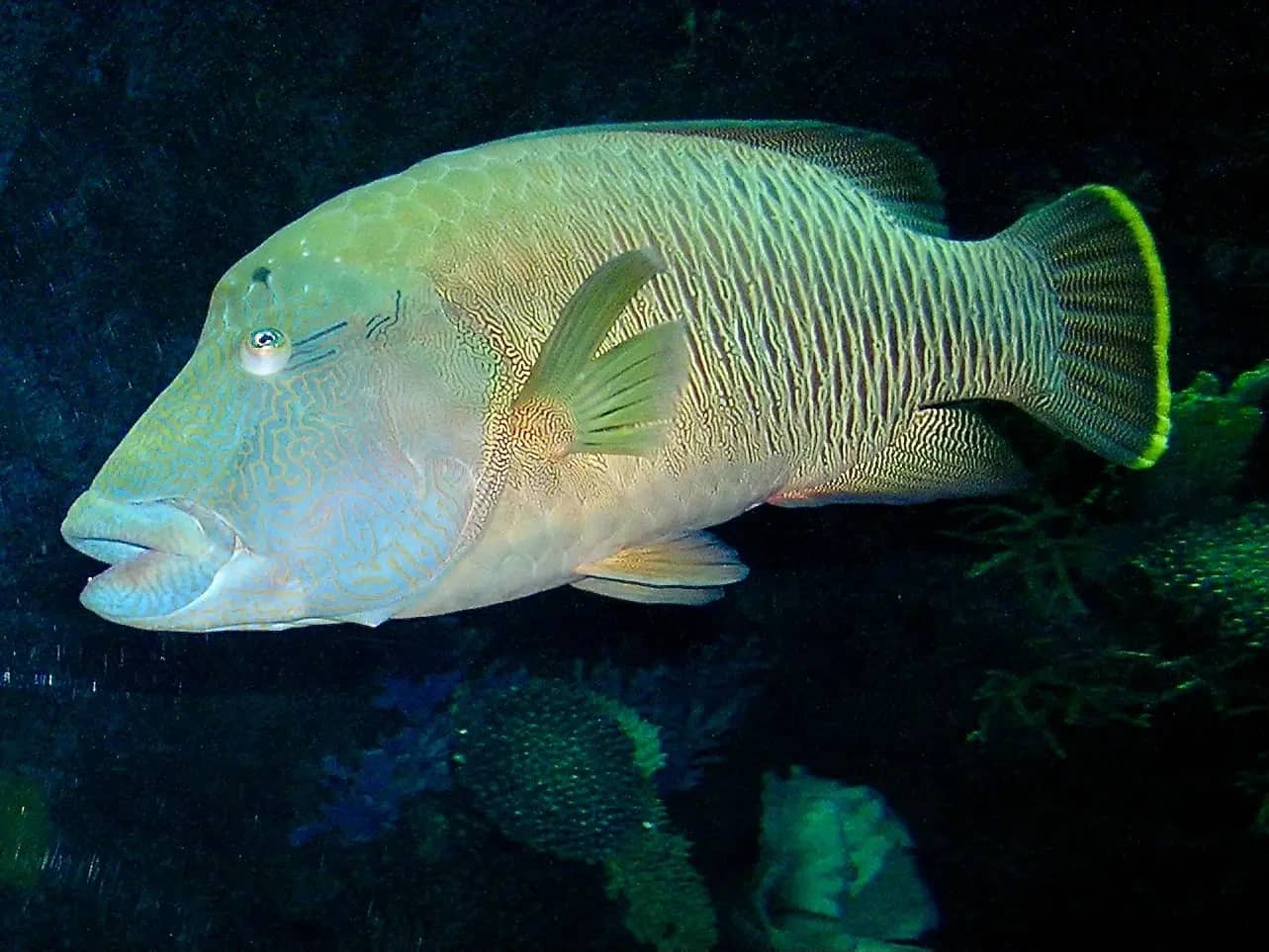 Napoleon Fish