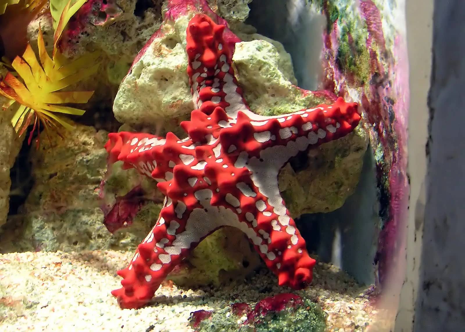 Delicate Sea Stars