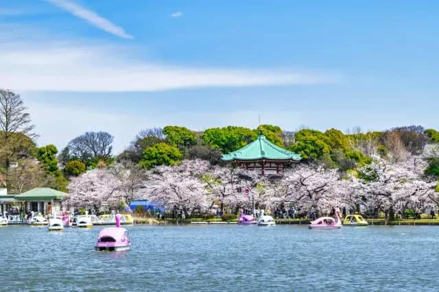 Ueno Zoo's Cormorant Pond