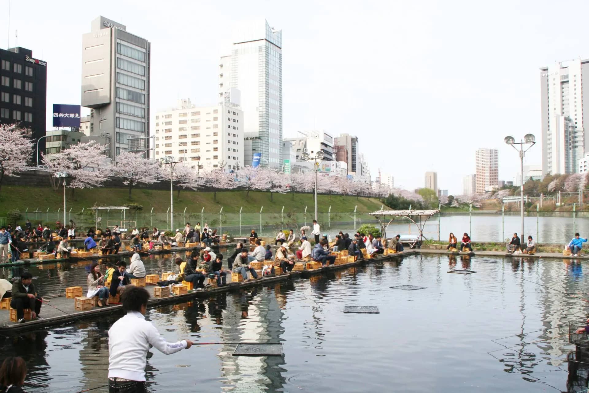 Goldfish Feeding Fun
