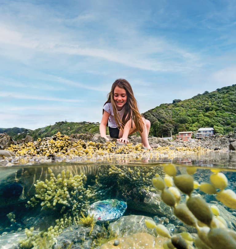 Rock Pools & Marine Life
