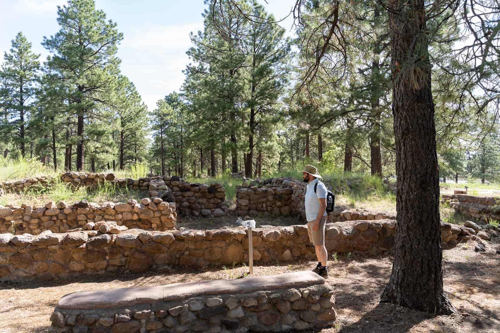 Dendrochronology Insights